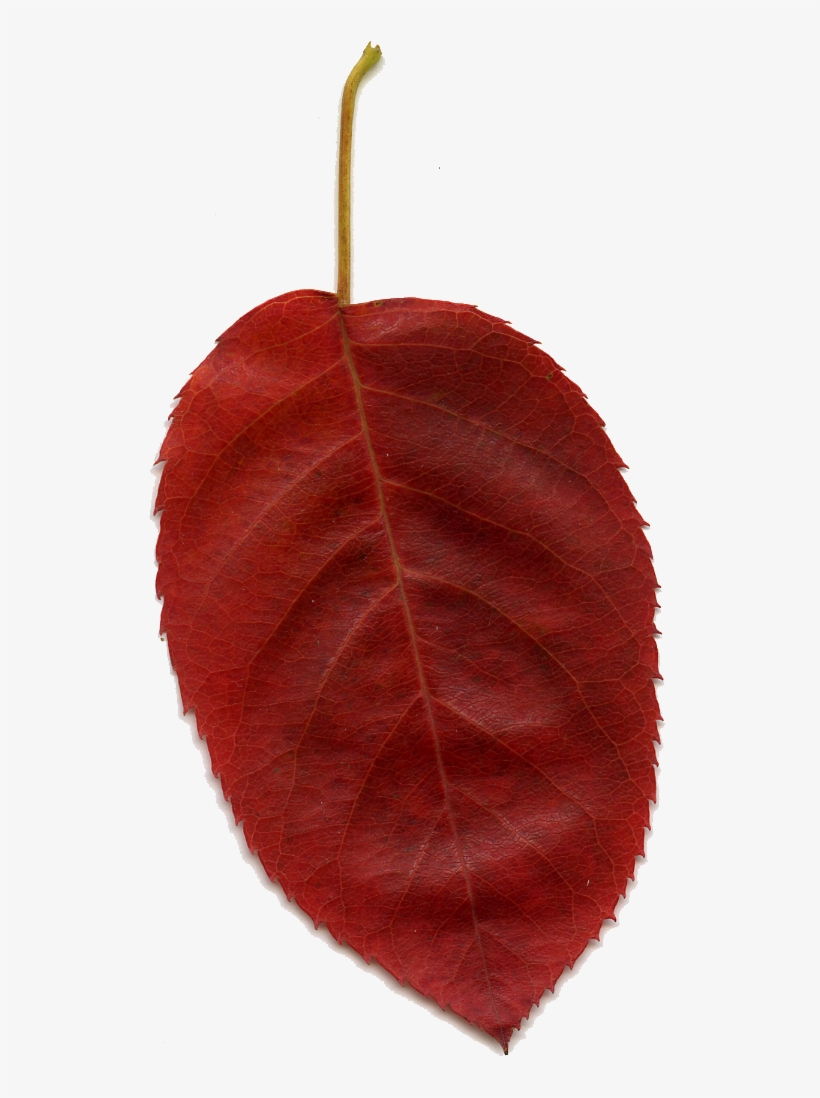 Download Resolution - - - Bali March 27, 2018 592 Views - European Plum, transparent png download