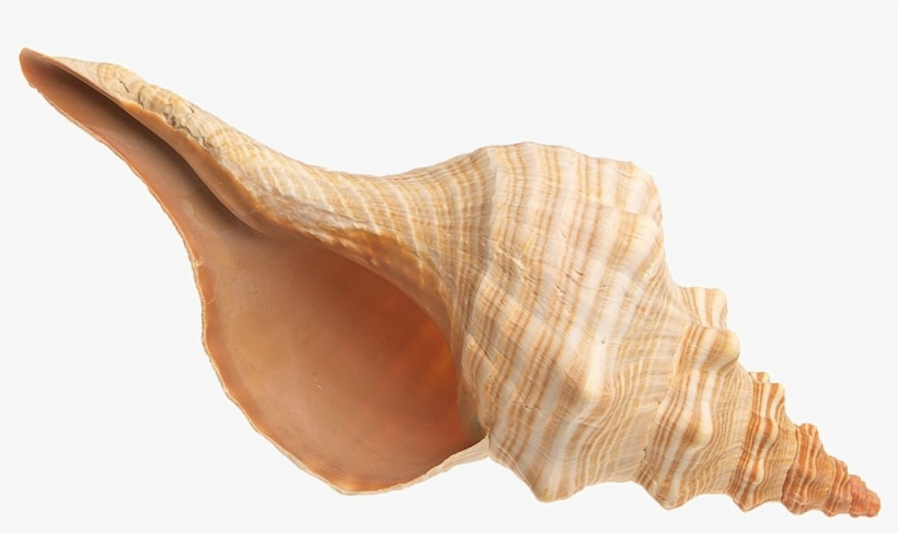 Conch Transparent Images - Shell, transparent png download