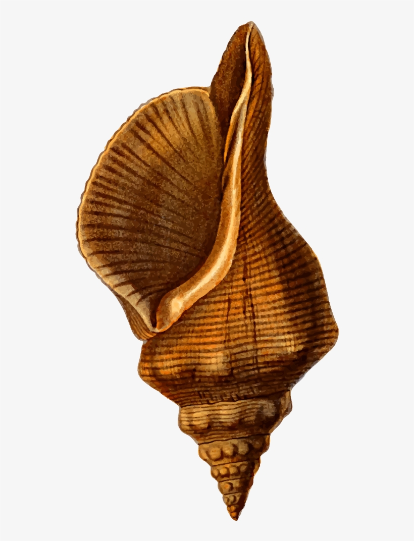 Horse Conch - Horse Conch Clipart, transparent png download