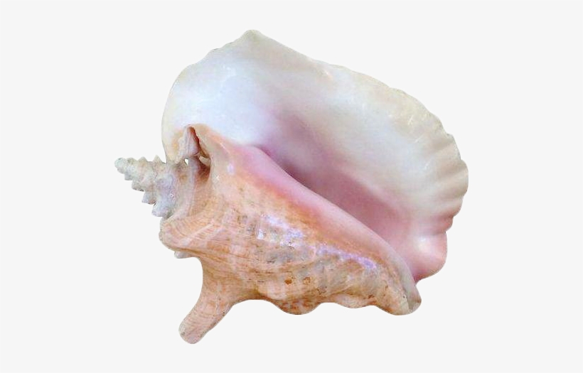 Yebbi-gongju Tropical Home Decor, Pink Home Decor, - Conch, transparent png download