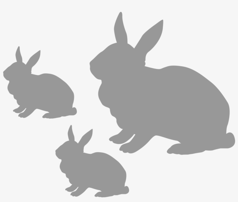 Rabbit - Domestic Rabbit, transparent png download