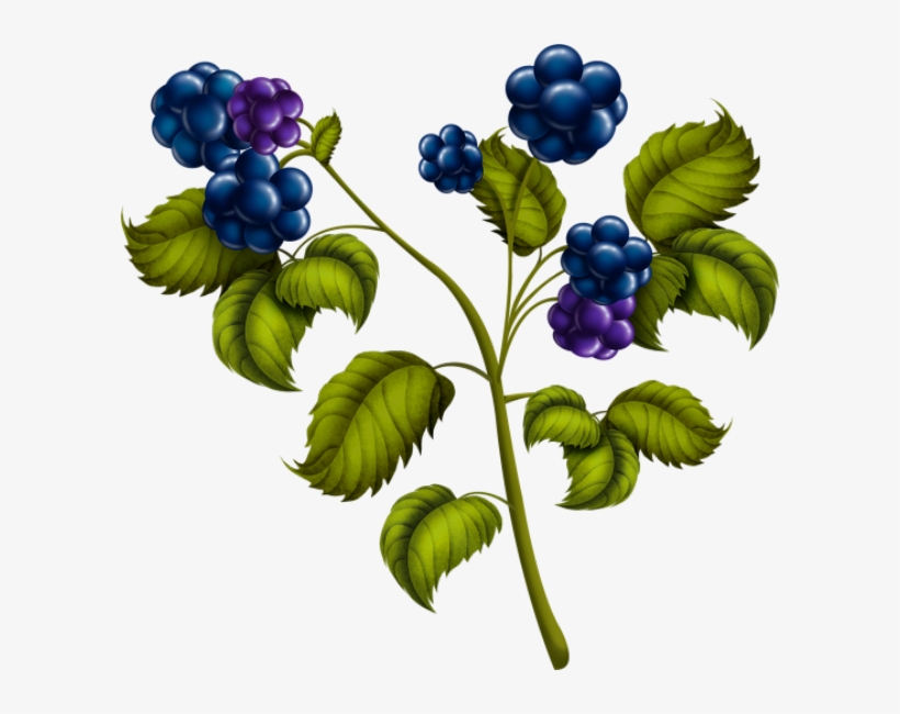 Blackberries Png - Currant, transparent png download