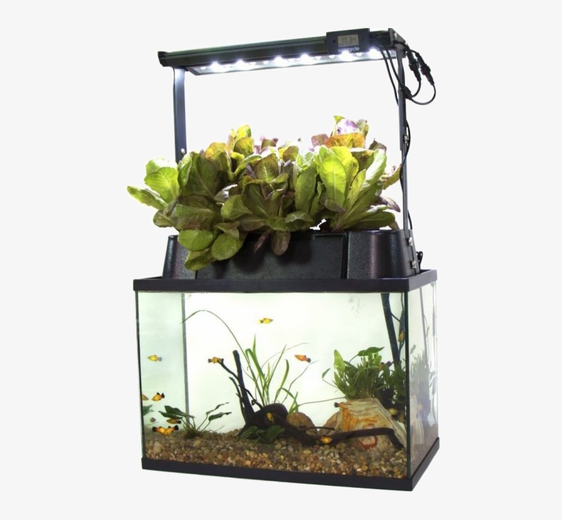 Self Cleaning Fish Tank - Eco Cycle Aquaponics Kit, transparent png download