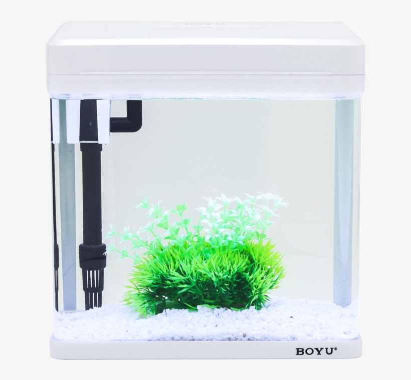 Lightbox Moreview - Aquarium, transparent png download