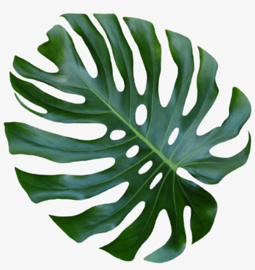 Monstera Leaf Png, transparent png download