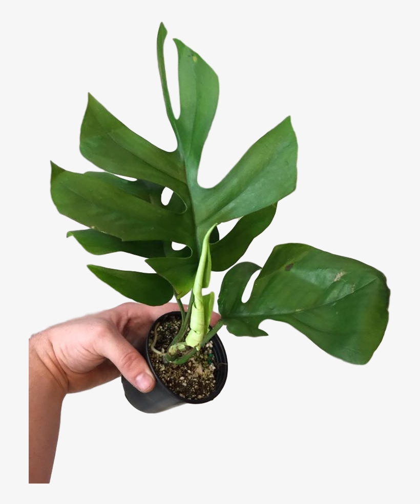 Rhaphidophora Tetrasperma 4″ - Houseplant, transparent png download