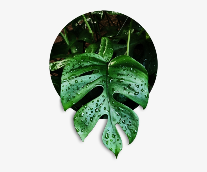 Tetra - Monstera Deliciosa, transparent png download
