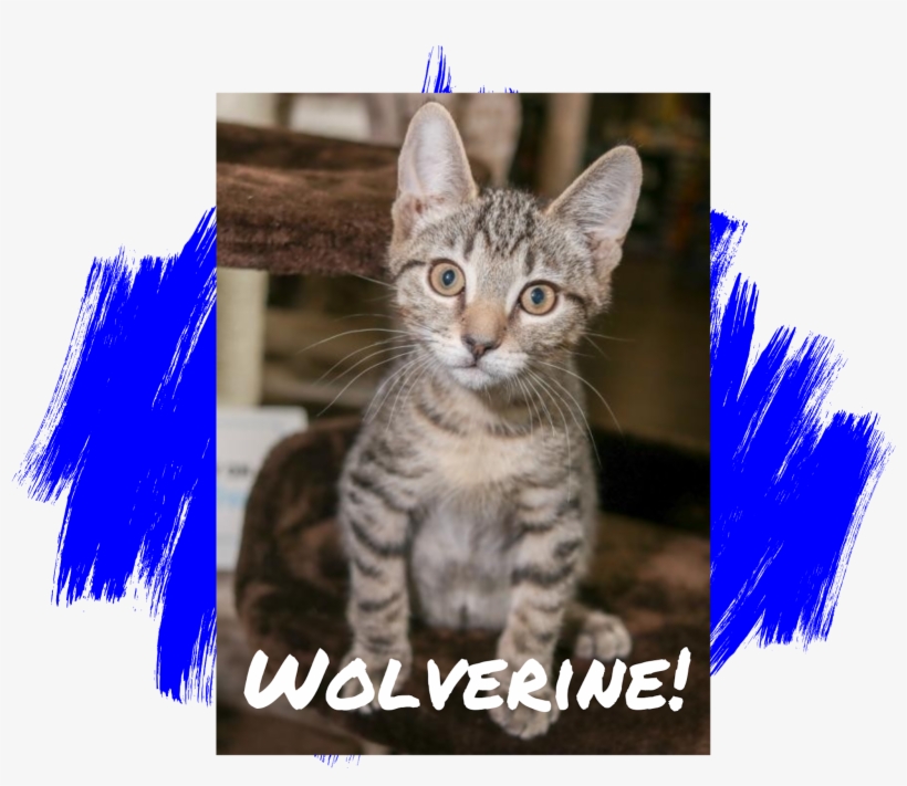 Cat - Dog, transparent png download