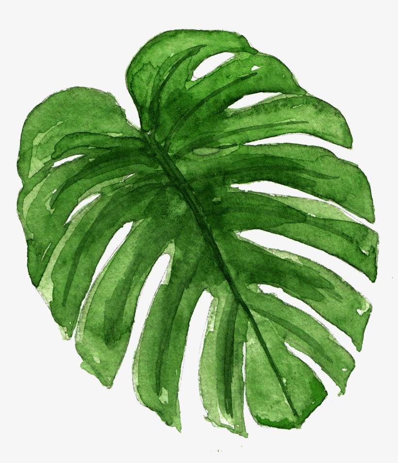 14 - Monstera Deliciosa, transparent png download