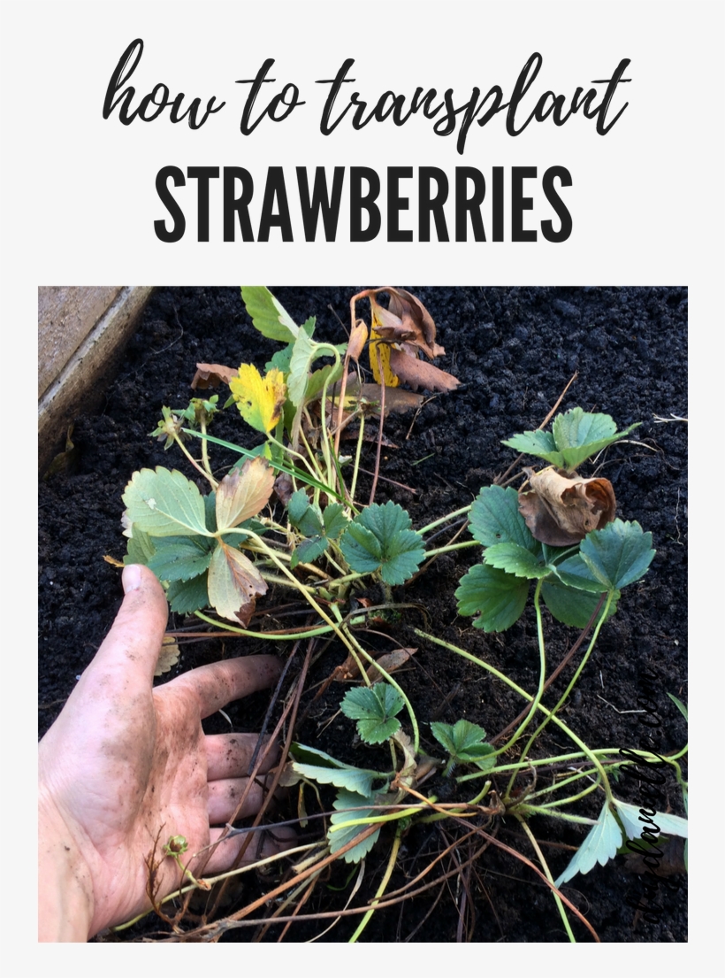 How To Transplant Strawberries In The Garden - Gardening, transparent png download