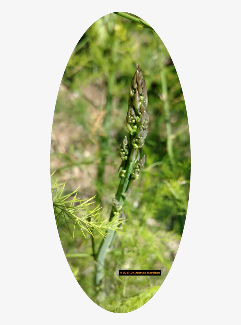 Asparagus Blooms At The Historic Vegetable Garden, - Grass, transparent png download