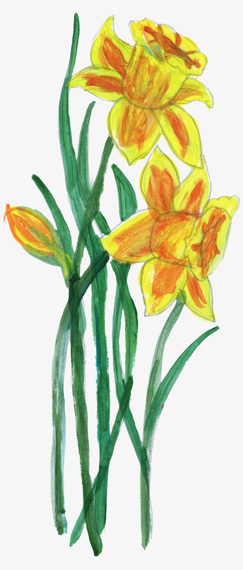 Free Download - Narcissus, transparent png download