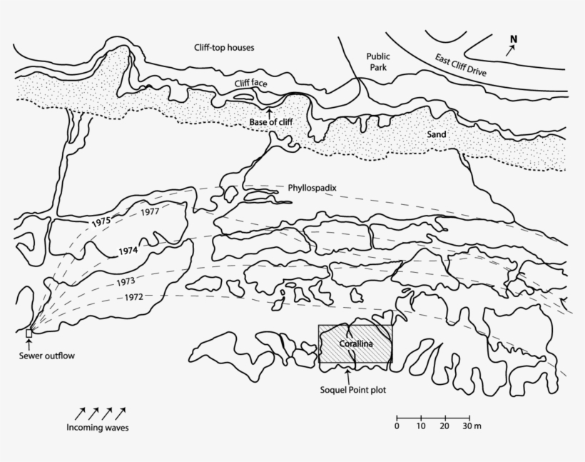 Map Showing Expansion Of Area Without Surfgrass Blades - Line Art, transparent png download