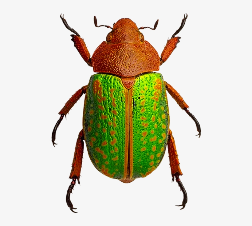 Beetle Insects Png - Beetle, transparent png download