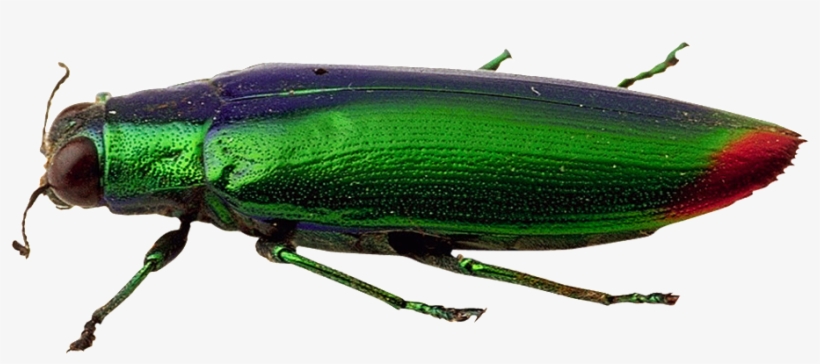 Beautiful Physical Pattern Insect Png - Weevil, transparent png download
