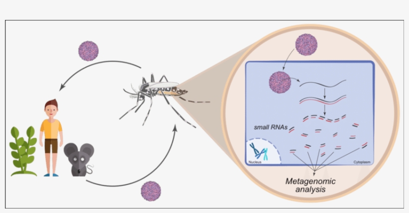 Insects Are Major Reservoirs Of Viruses - Mosquito, transparent png download