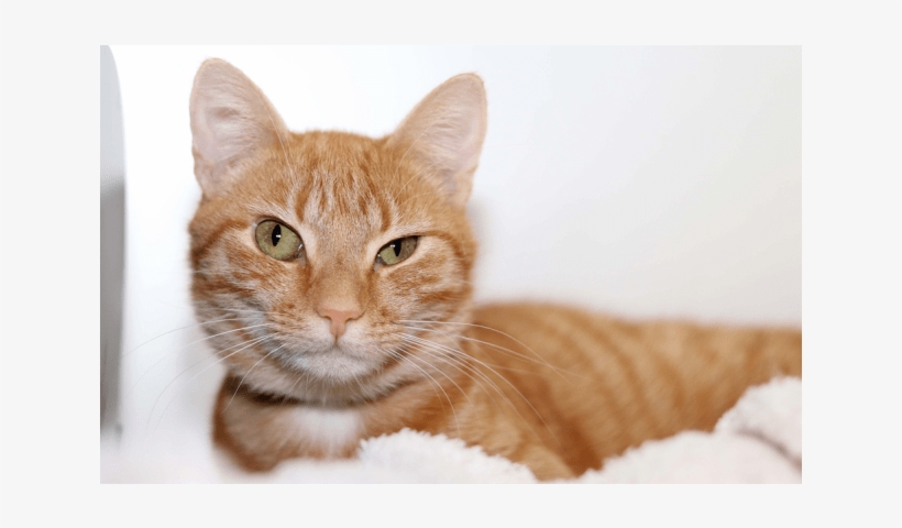 Photo Of Pippy - Arabian Mau, transparent png download