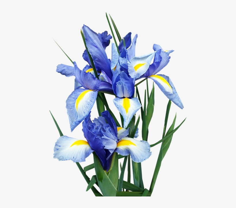 Algerian Iris, transparent png download