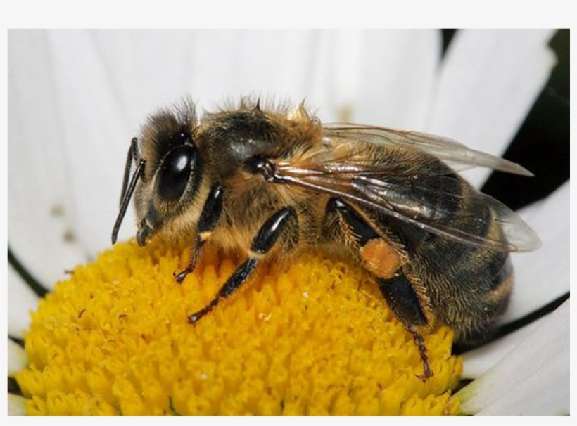 Perfect Bee Flower Mix For A Pollinator Friendly Garden - Razze Di Api, transparent png download