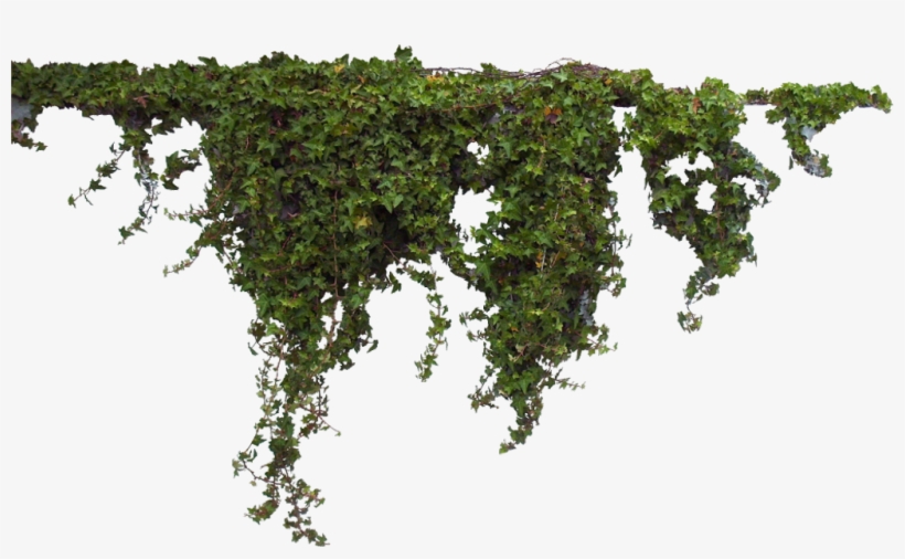 Ivy Sticker - Ivy Png, transparent png download