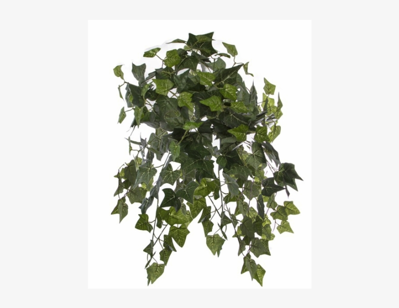 479154 - Sweet Gum, transparent png download