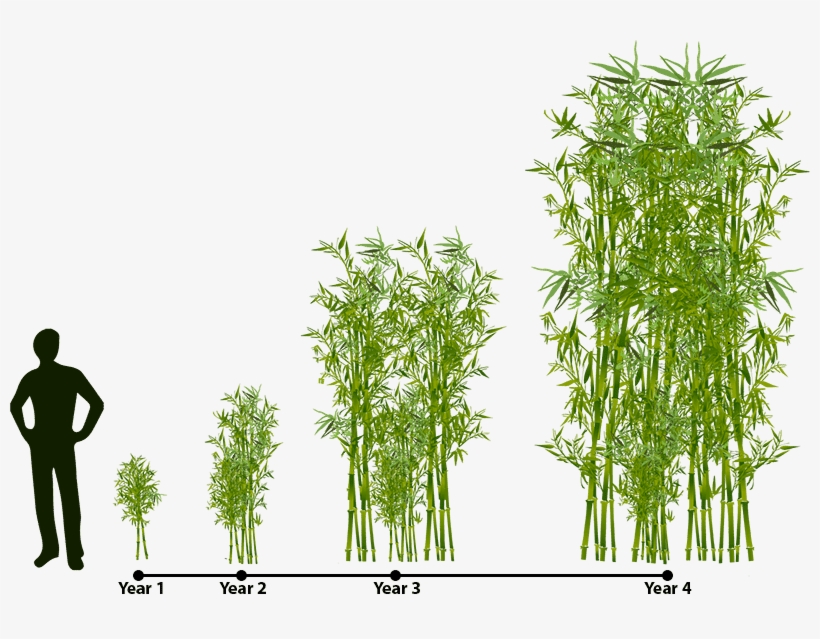 Phyllostachy Aureosulcata 'spectabilis' Is A Colorful, transparent png download