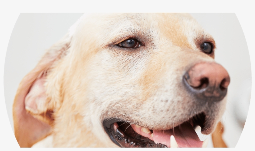 42 219k Dog Bath 20 Jul 2017 - Dog, transparent png download