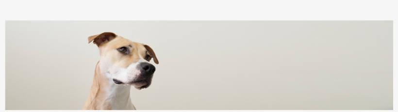 Learning Centre - Beagle-harrier, transparent png download