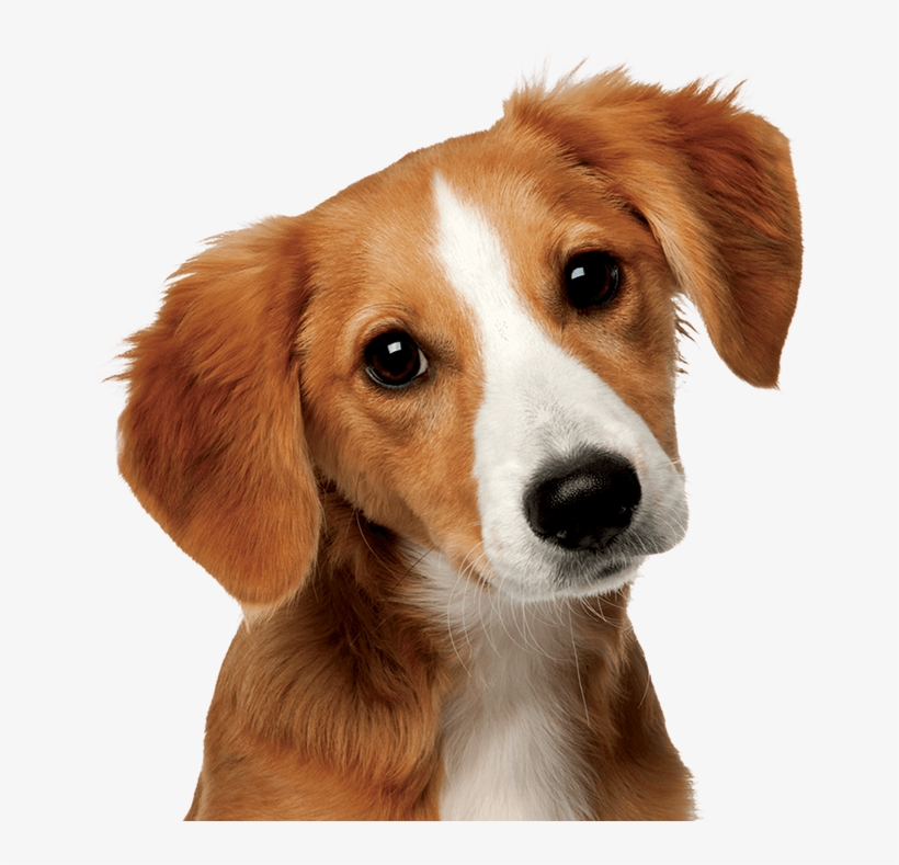 How Did Dogs And Humans Become Best Friends - Perro Y Gato Amigos, transparent png download