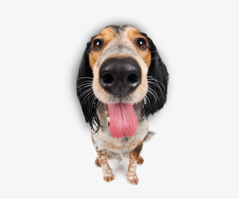 Dog - Dog Tongue Out Png, transparent png download