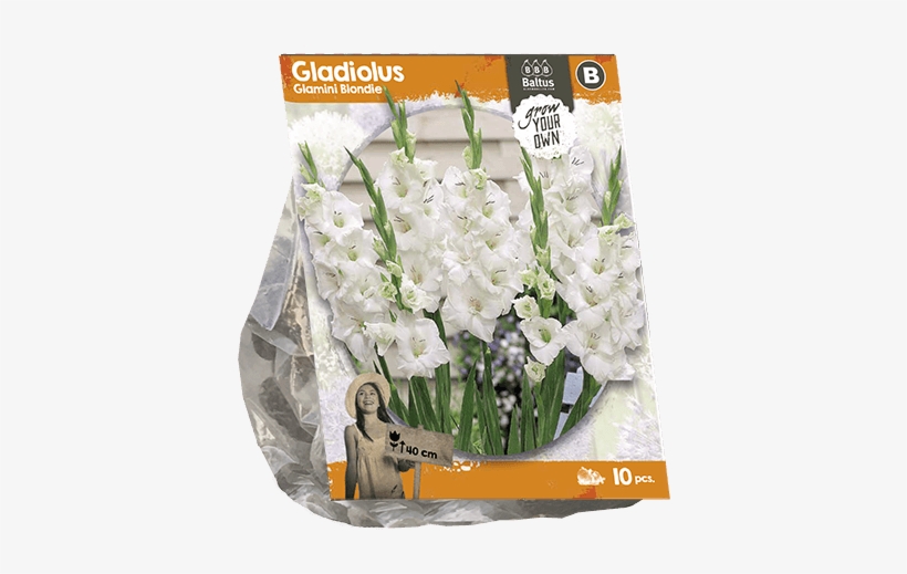 222270 Gladiolus Glamini Blondie Per 10 - Lily Of The Valley, transparent png download