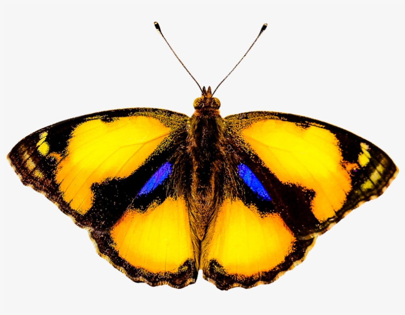 Nature, Animals, Butterfly, Insect, Fly, Wing, Probe - Animals That Fly, transparent png download