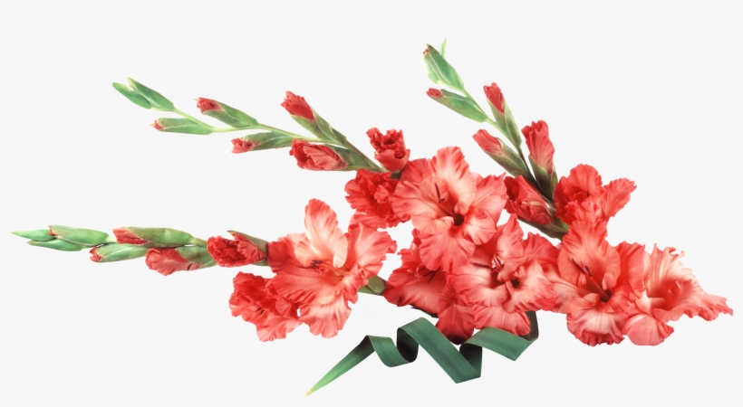 Картинка В Png - Gladiolus, transparent png download