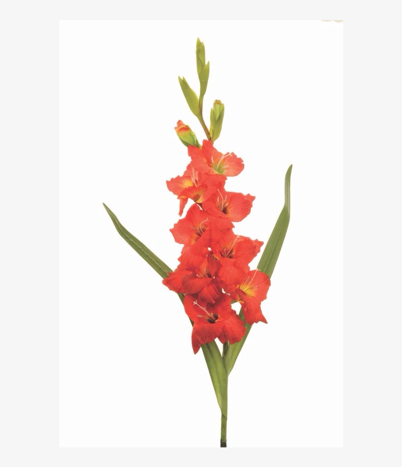 Artificial Red Gladiolus Single Stem The - Gladiolus, transparent png download