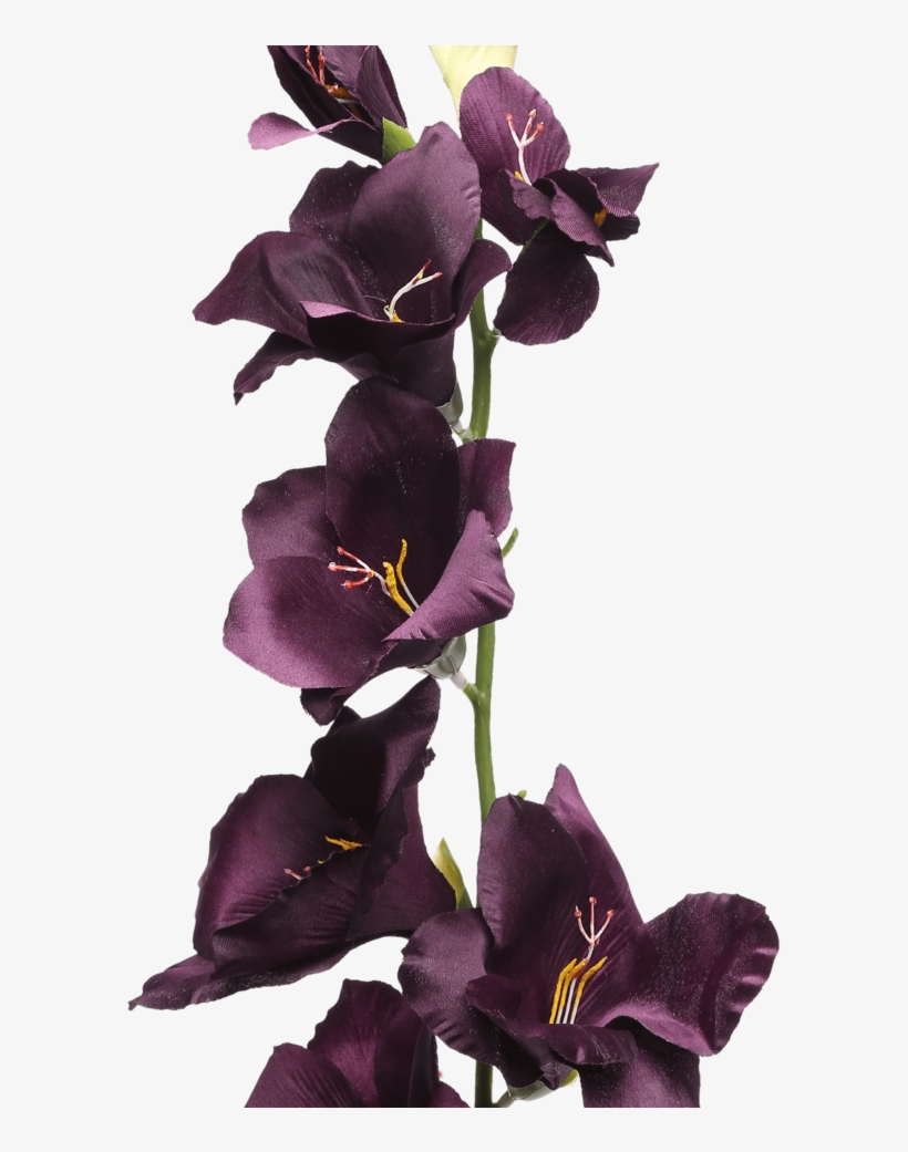 Gladiolus Spray Plum - Iris, transparent png download