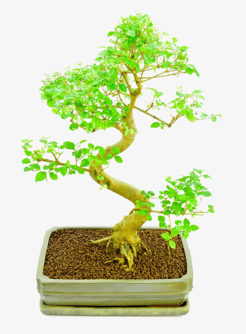 Bonsai Plants Online - Sageretia Theezans, transparent png download