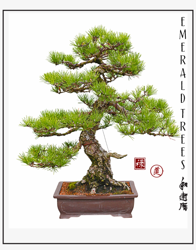 Image Of Bonsai - Cedre Du Japon Bonsai, transparent png download