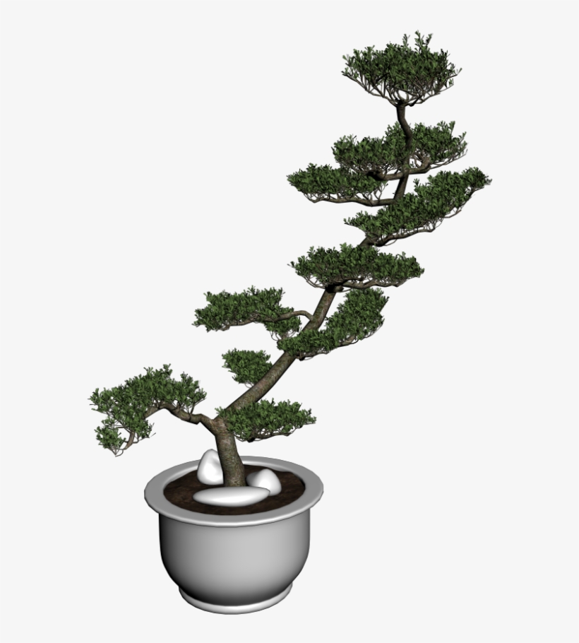 Bonsai Baum - Bonsai, transparent png download