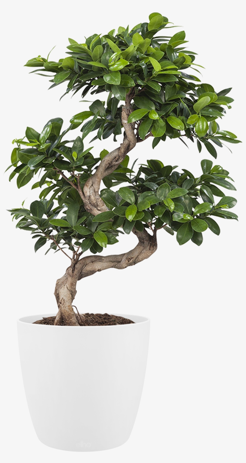 Potted Plant - Houseplant, transparent png download