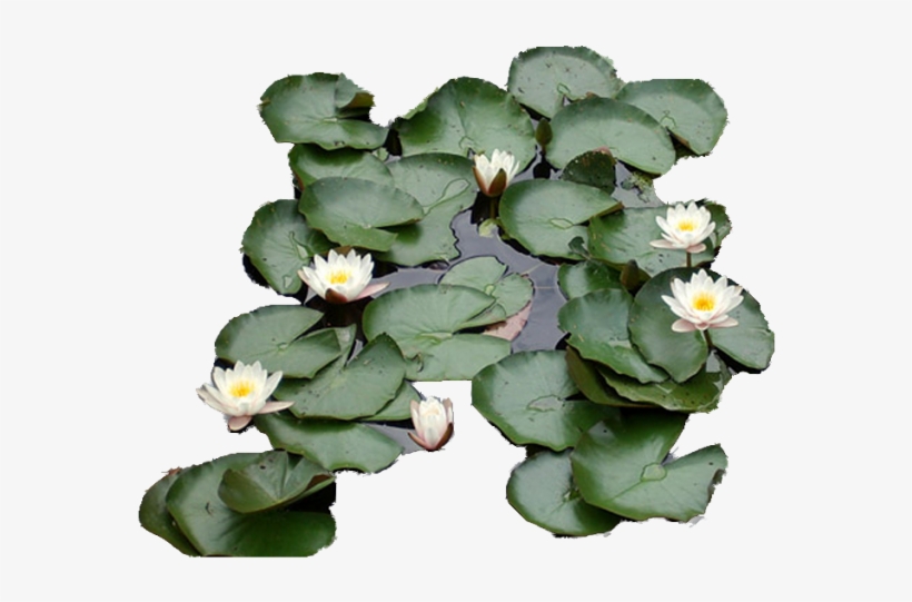 Waterlily Zps564ab4c4 - Water Lily, transparent png download