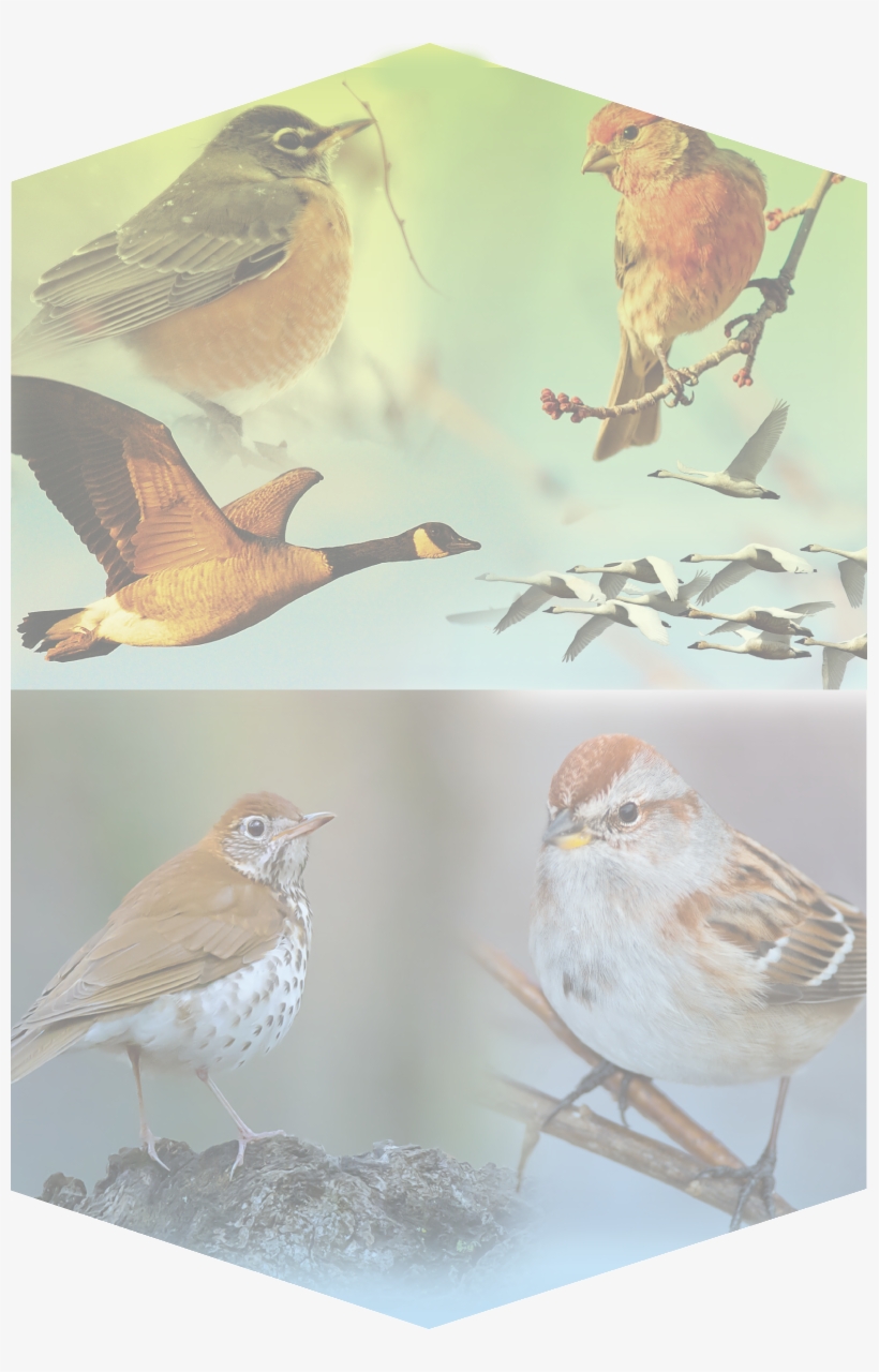 American Robins - House Wren, transparent png download