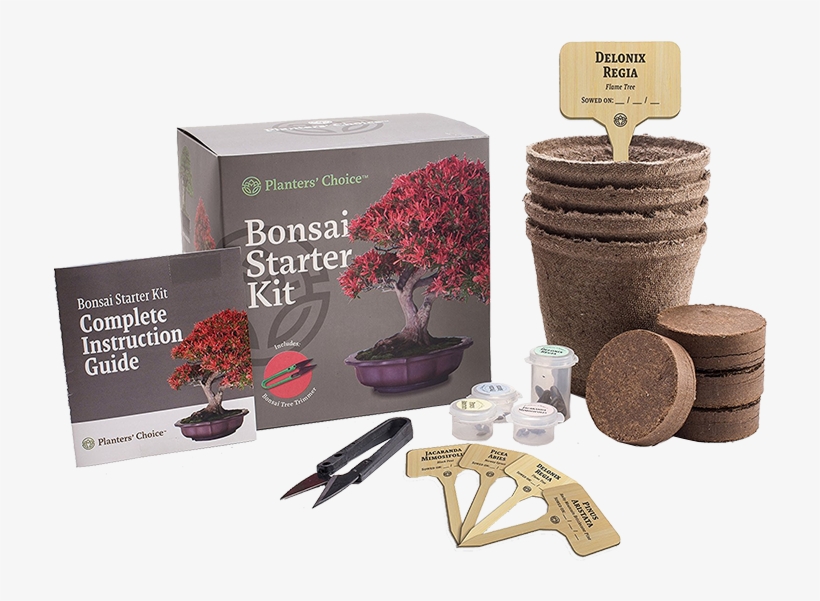 Bonsai Starter Kit - Bonsai Tree Pinus Aristata, transparent png download