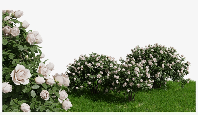 Rose Bush - Floribunda, transparent png download