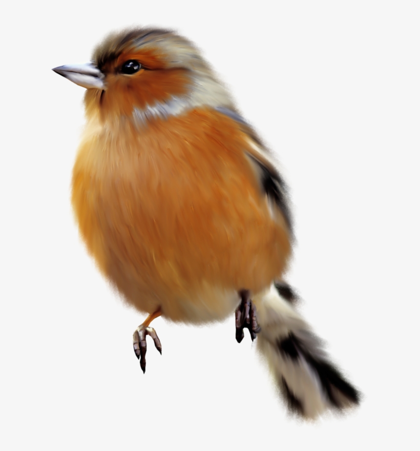 Фотки Bird Clipart, Cute Clipart, Bird Crafts, Magic - Chapéu De Para Passarinhos, transparent png download