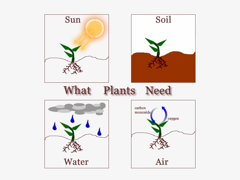 Second Grade Leonor Del Álamo - Needs Of A Plants, transparent png download