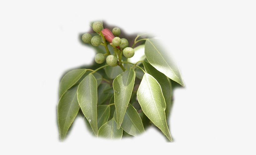 1, transparent png download