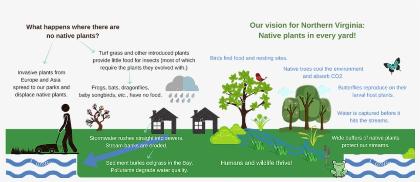 Native Plants - - Tree, transparent png download
