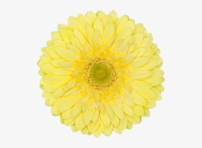 Color Yellow Silver 25th Anniversary Logo Transparent Png 600x600 Free Download On Nicepng