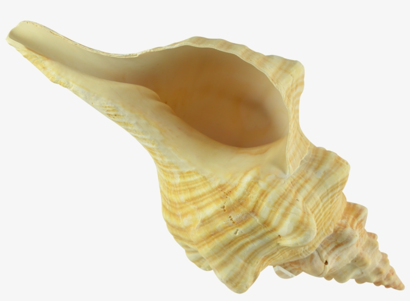 Conch Transparent Image - Conch, transparent png download
