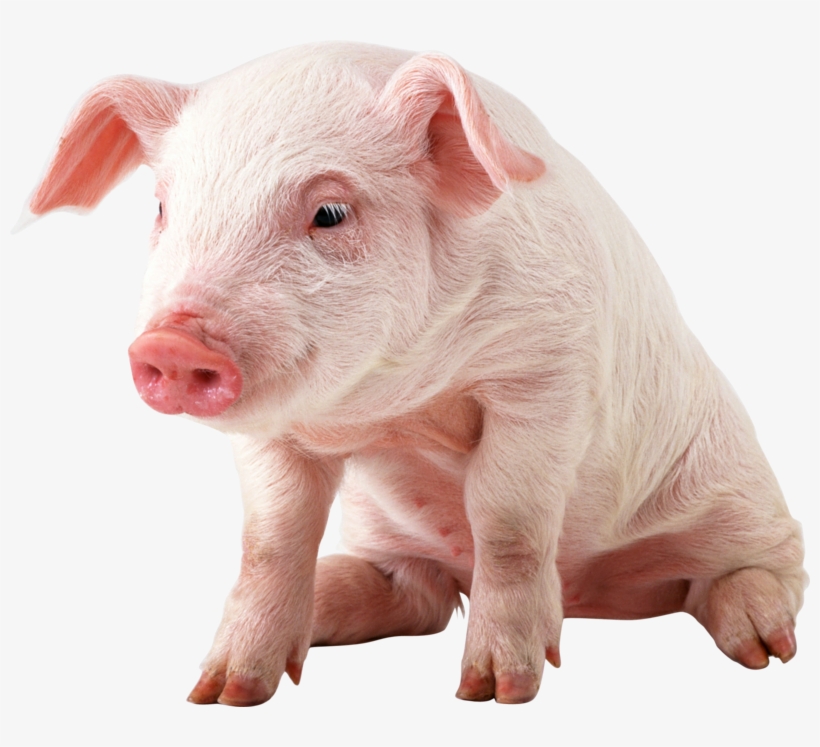 Pig Png Image - Pig Png, transparent png download